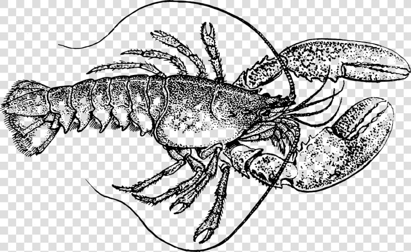 Transparent Lobster Clipart   Lobster Black And White  HD Png DownloadTransparent PNG