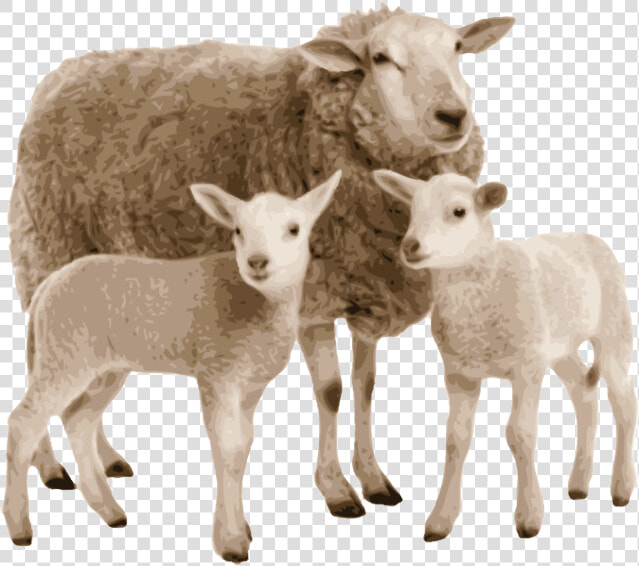 Transparent Barnyard Roundup Clipart   Ovejas Con Corderito Fondo Blanco  HD Png DownloadTransparent PNG