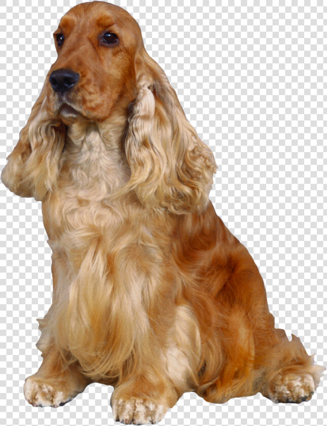 Dog Png   English Cocker Spaniel Png  Transparent PngTransparent PNG