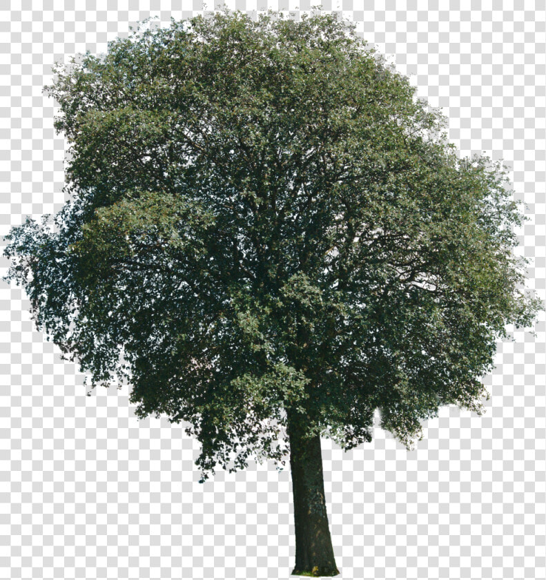 River Birch  HD Png DownloadTransparent PNG