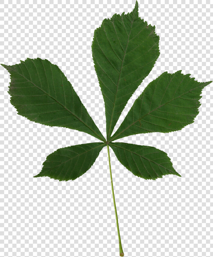 Aesculus Hippocastanum Scanned Leaf  HD Png DownloadTransparent PNG