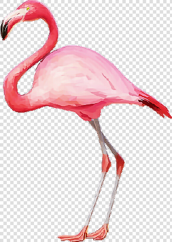 Flamingo Flamingopink Flamingos Pink Tumblr   Transparent Background Flamingo Clipart  HD Png DownloadTransparent PNG