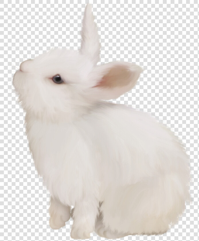 Domestic Rabbit White Rabbit Easter Bunny European   Domestic Rabbit  HD Png DownloadTransparent PNG