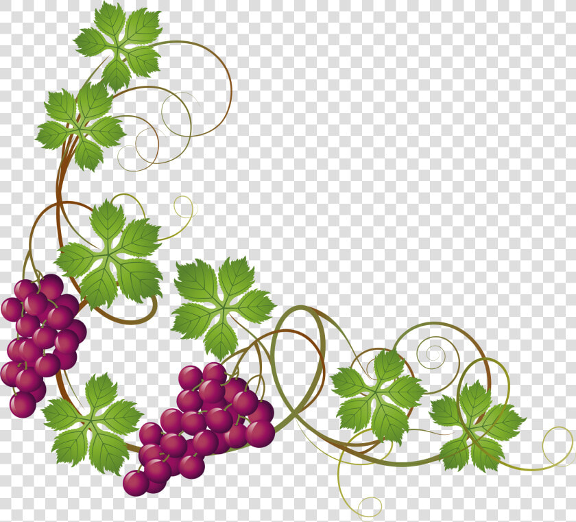 Grape Border Jpg   Grapes On Vine Clipart  HD Png DownloadTransparent PNG