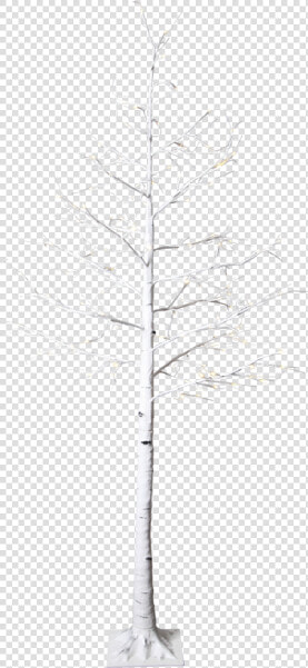 Decorative Tree Tobby Tree   Pond Pine  HD Png DownloadTransparent PNG