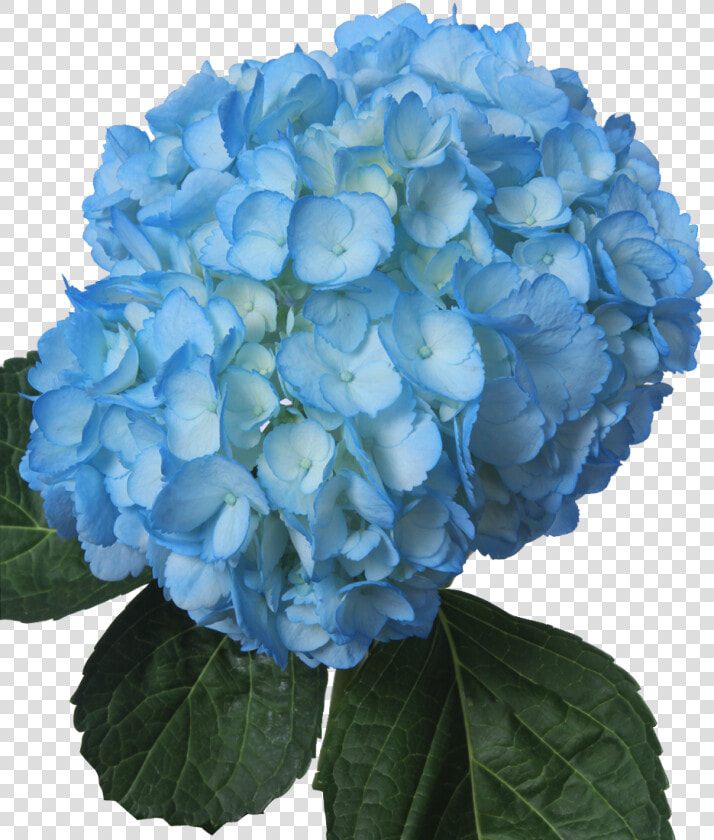 Light Blue Flowers Png   Light Blue Flower Png  Transparent PngTransparent PNG