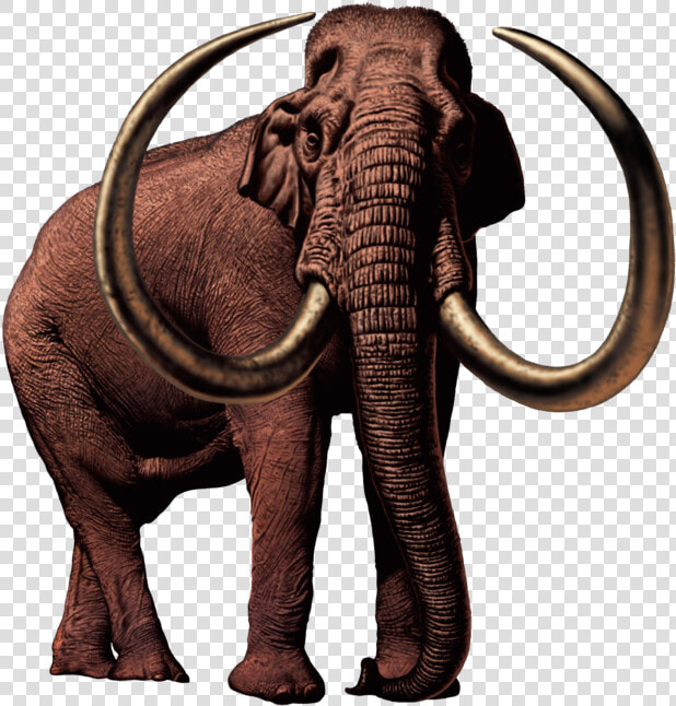 Transparent Mammoth Png   Columbian Mammoth Transparent  Png DownloadTransparent PNG