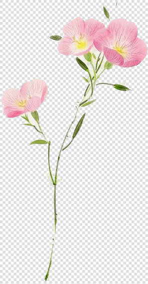 Watercolor Flower Png Transparent Hd Photo   Pink Evening Primrose  Png DownloadTransparent PNG