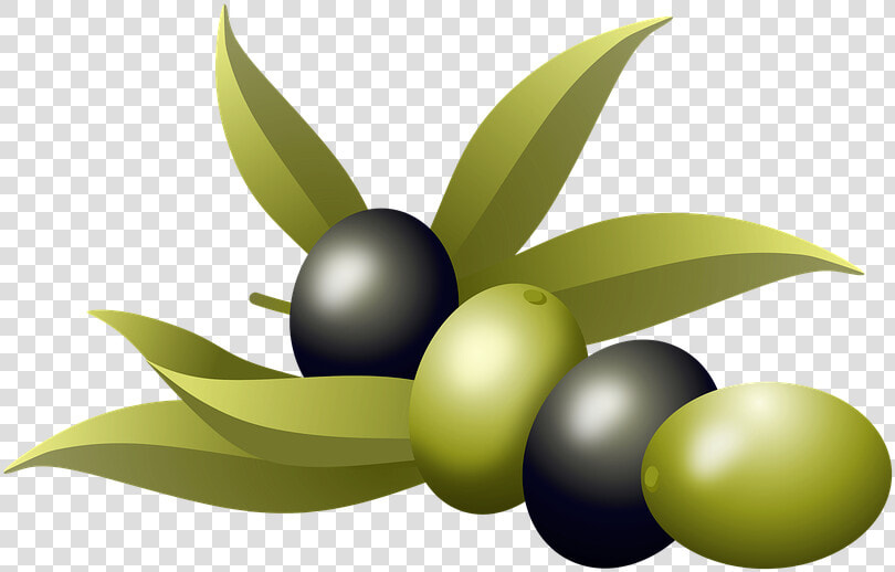 Olives  Oil  Fruits  Olive Tree  Branch  Nature  Plants   Aceitunas De Oliva  HD Png DownloadTransparent PNG