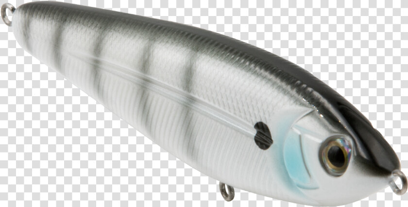 Sand Eel   Sardine  HD Png DownloadTransparent PNG