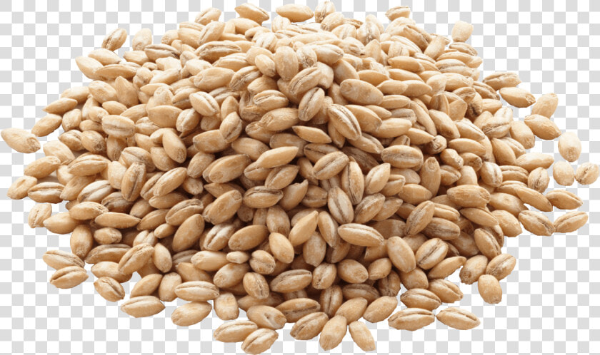 Barley Png Image Png Icon   Grain Barley  Transparent PngTransparent PNG