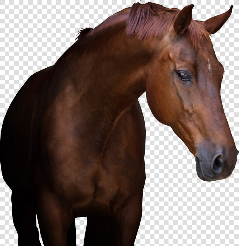 Equine Referral Hospital   Sorrel  HD Png DownloadTransparent PNG