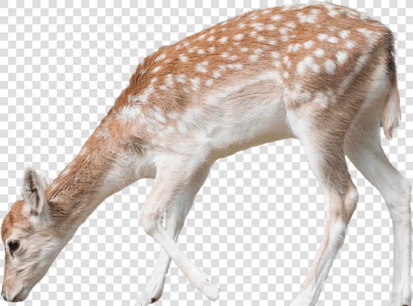 Deer Png Free Pic   Deer Png  Transparent PngTransparent PNG