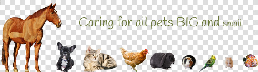 Caring For Pets Big And Small   Pets Big To Small  HD Png DownloadTransparent PNG