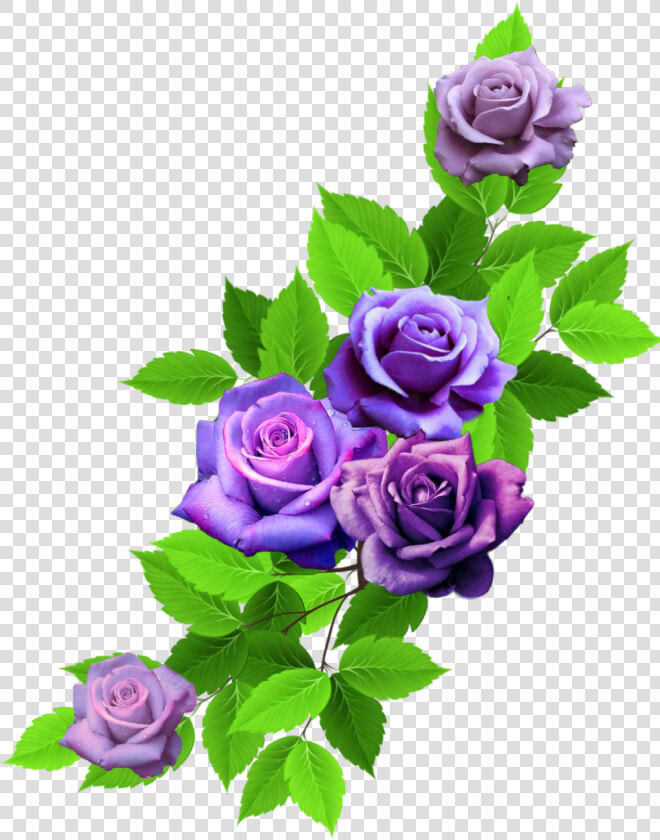  rose  roses  nature  leaves  rainbow  rainbowflowers   Floribunda  HD Png DownloadTransparent PNG