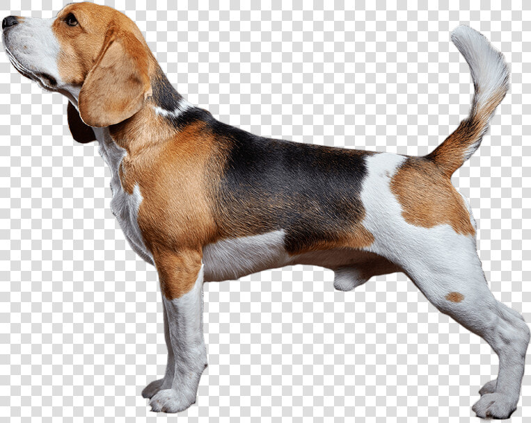 Clip Art The Witty Dog Organic   Transparent Background Beagle Png  Png DownloadTransparent PNG