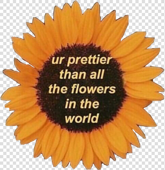  sunflower  motivation  quotes  love  life  pretty   Prettier Than Flowers Quote  HD Png DownloadTransparent PNG