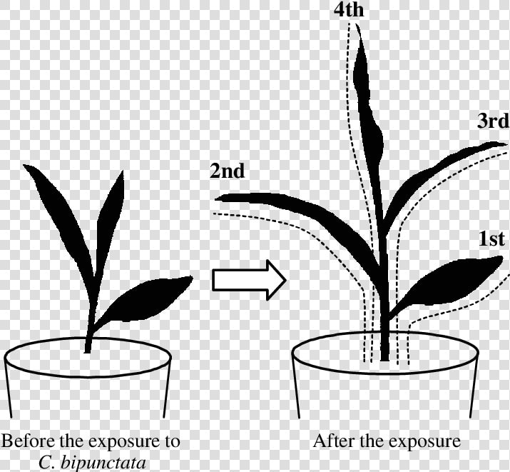 Schematic Of Maize During   Plant Experiment Drawing  HD Png DownloadTransparent PNG