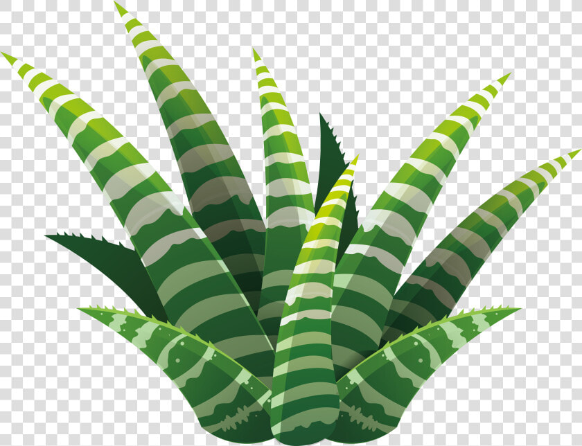 Leaf Succulent Plant Euclidean Vector Illustration   Succulent Illustration Png  Transparent PngTransparent PNG