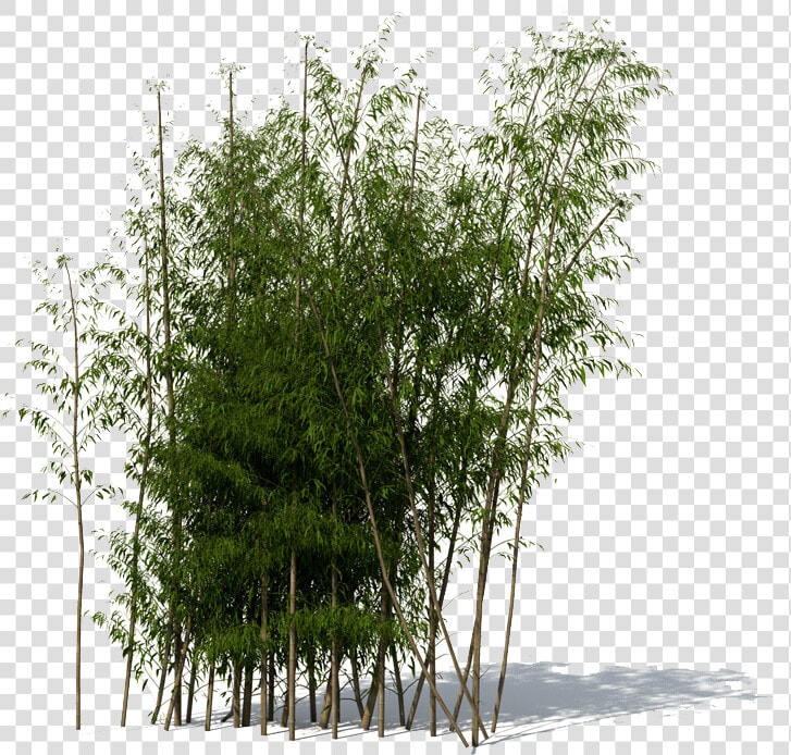 Bamboo Png   Bamboo Tree 3d Model  Transparent PngTransparent PNG