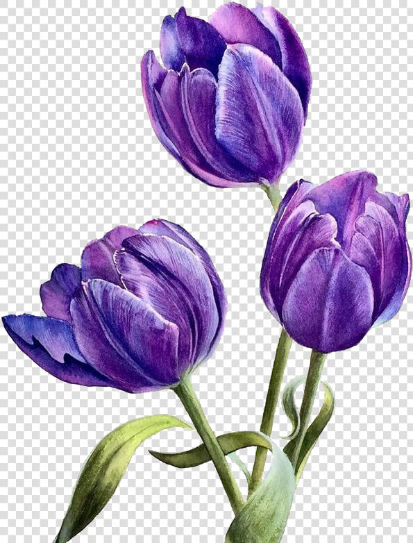 Watercolor Flowers Png Download   Purple Png Watercolor Flowers  Transparent PngTransparent PNG