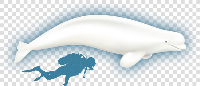 Clipart Whale Minke Whale   Beluga Whale Full Size  HD Png DownloadTransparent PNG