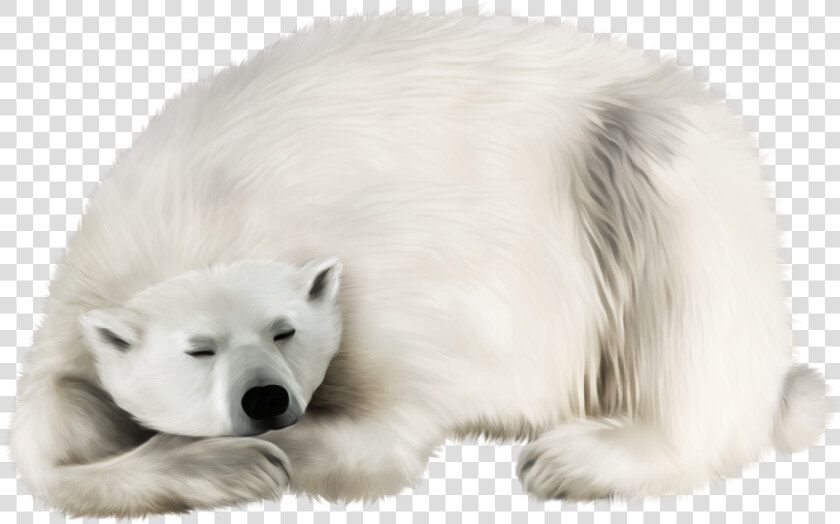 Polar White Bear Png   Polar Bear Fur Clipart  Transparent PngTransparent PNG