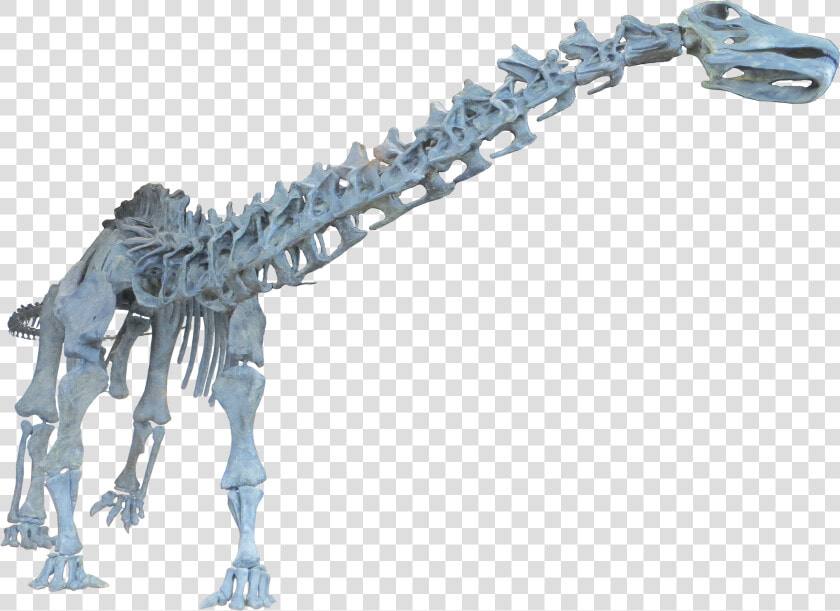 Dinosaur Brontosaurus Neck Bone  HD Png DownloadTransparent PNG