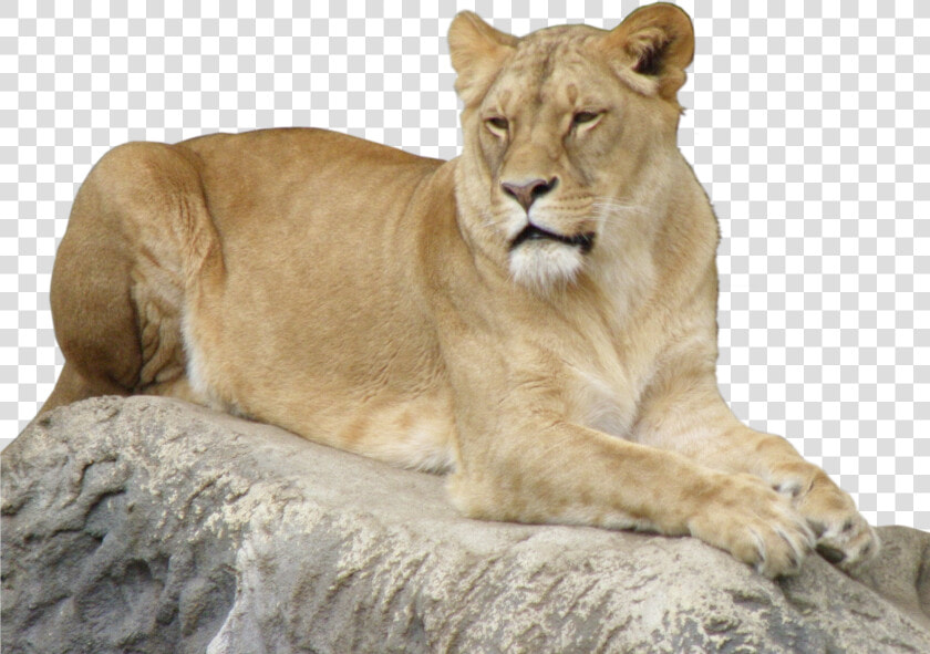 Lioness Png  Transparent PngTransparent PNG