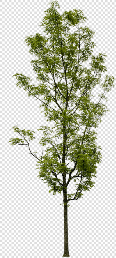 Draw Architectural Small Trees  HD Png DownloadTransparent PNG