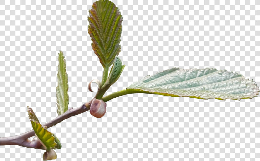 New Leaf Shoots Transparent Image Tree Image   Flower Leaves No Background  HD Png DownloadTransparent PNG