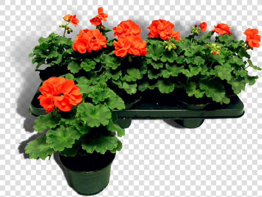 5cm Productfoto Rood Shadow   Begonia  HD Png DownloadTransparent PNG