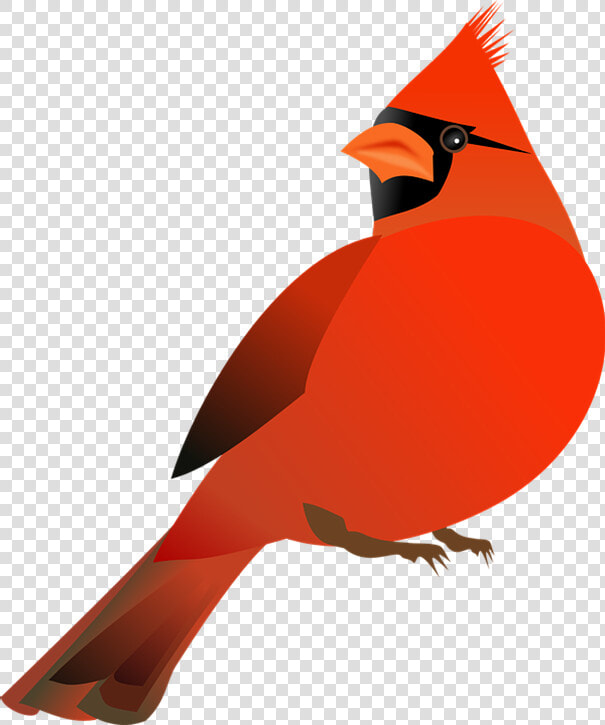 Northern Cardinal St   Red Cardinal Bird Clip Art  HD Png DownloadTransparent PNG