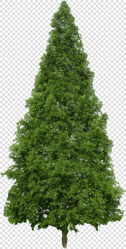 Evergreen Png Image   Douglas Fir Tree Png  Transparent PngTransparent PNG