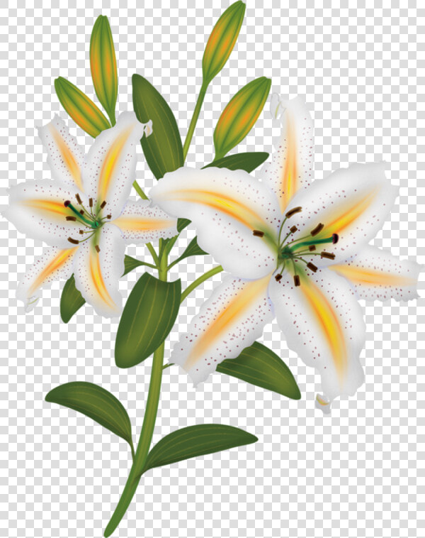 Fleurs Flores Flowers Bloemen   Lilies Painting Transparent  HD Png DownloadTransparent PNG