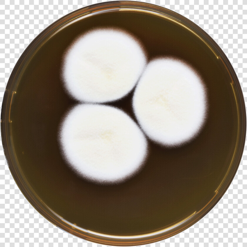 Aspergillus Desertorum Meaox   Dish  HD Png DownloadTransparent PNG