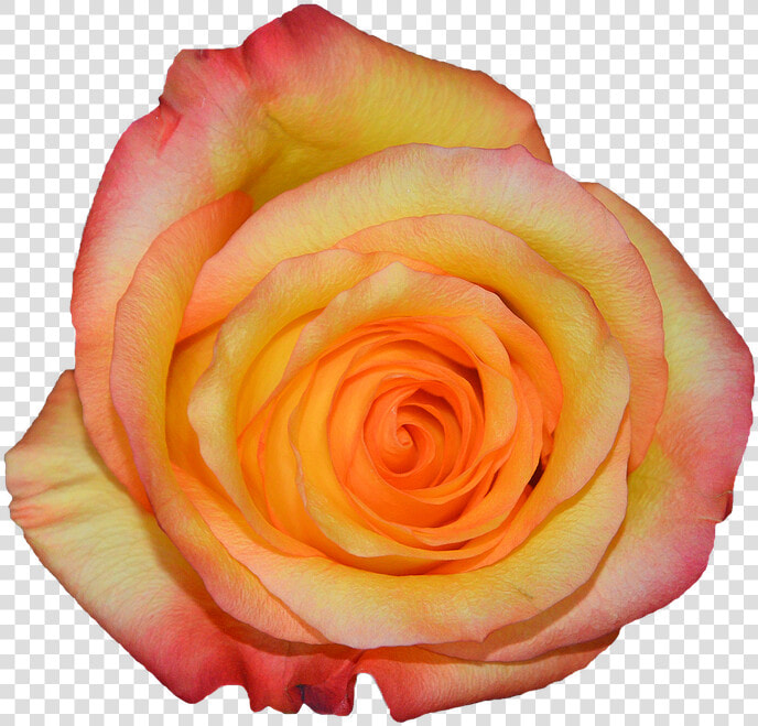 Rosa  Orange  Nature  Flowers   Garden Roses  HD Png DownloadTransparent PNG