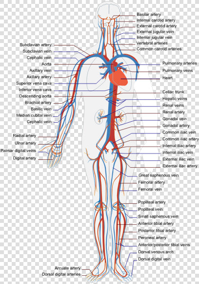 Circulatory Human System   Cardiovascular System Diagram Unlabeled  HD Png DownloadTransparent PNG