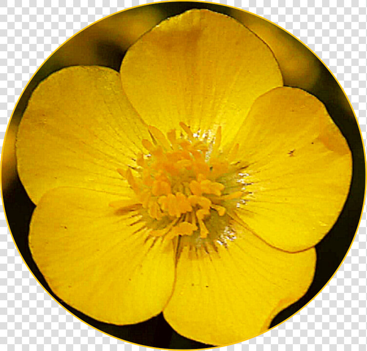  freetoedit  scyellow  yellow  flower  buttercup   Buttercup  HD Png DownloadTransparent PNG