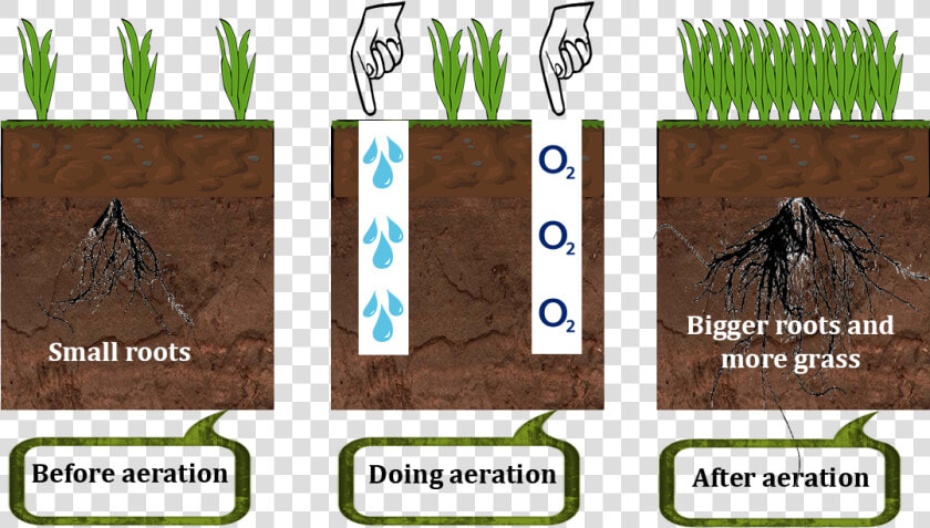 How Lawn Aerator Works   Grass  HD Png DownloadTransparent PNG