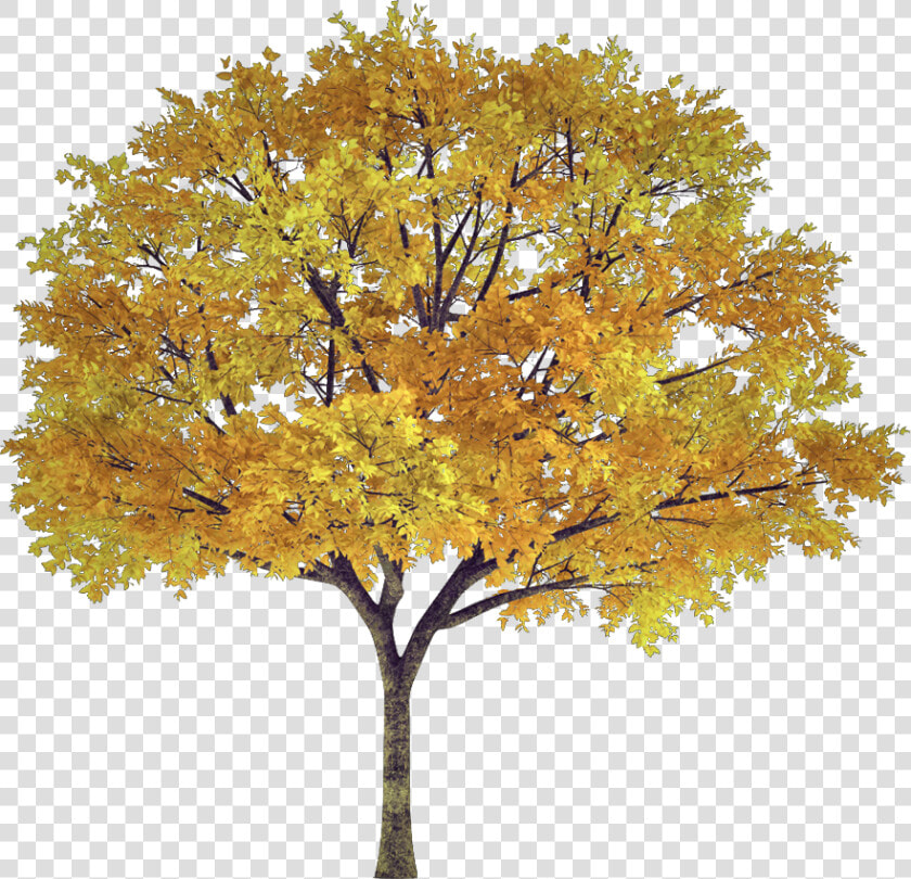  tree  arbol  frondoso  leafy  follaje  foliage  autumn   Autumn Tree Transparent  HD Png DownloadTransparent PNG