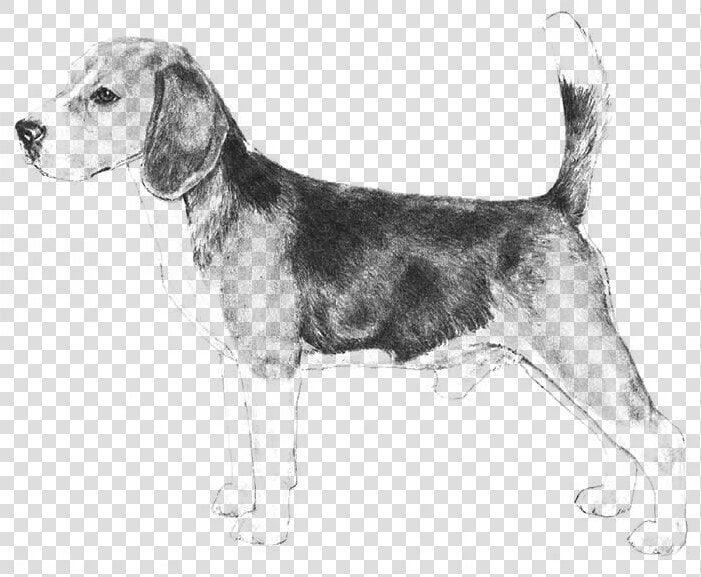 Beagle   Dog Breeds Az  HD Png DownloadTransparent PNG