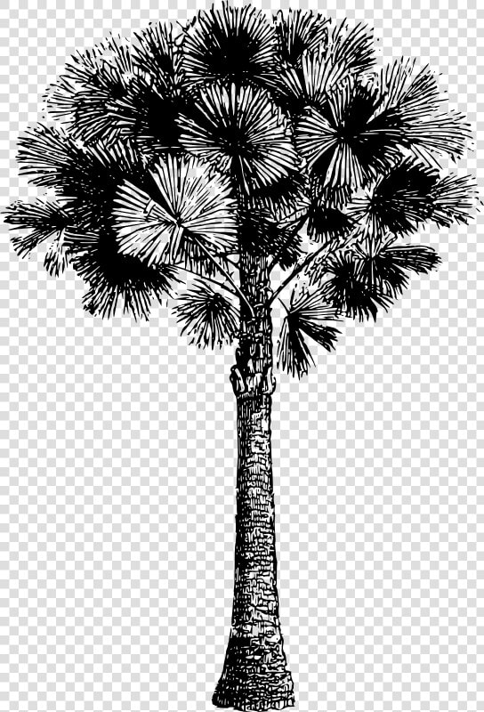 Australian Pine   Bordados Asiaticos  HD Png DownloadTransparent PNG