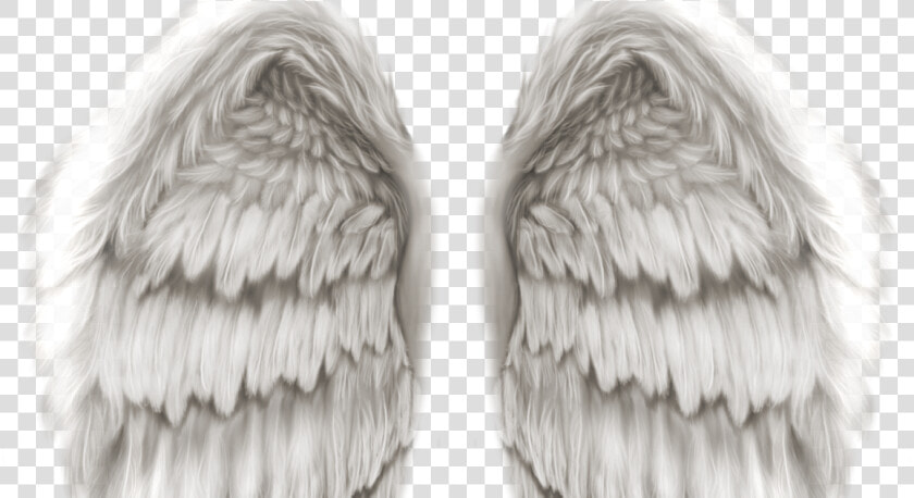 Transparent Angel Wings   Realistic Angel Wings Png  Png DownloadTransparent PNG