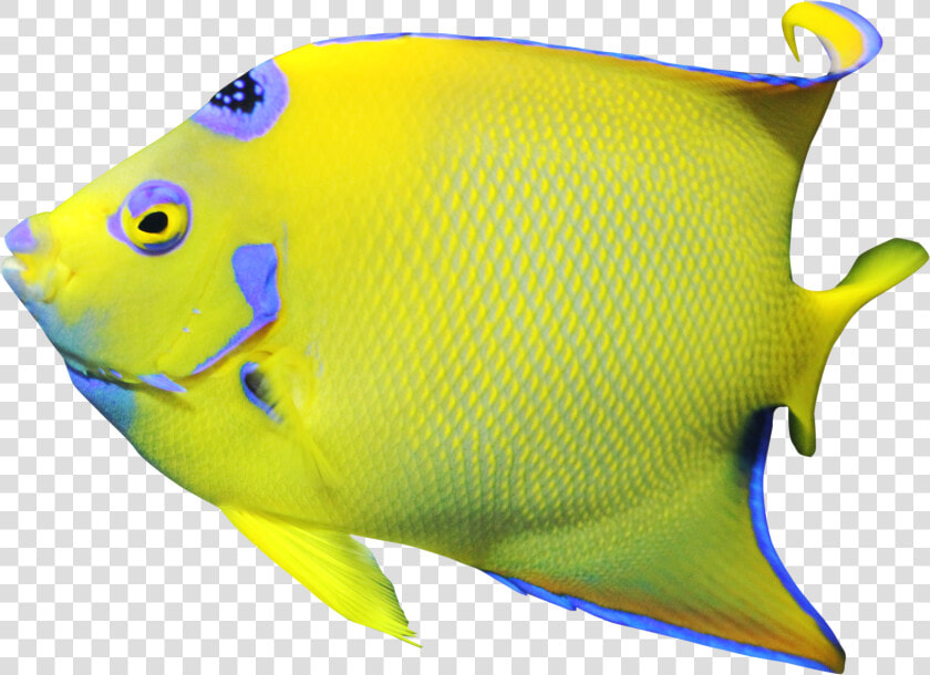 Angelfish  HD Png DownloadTransparent PNG