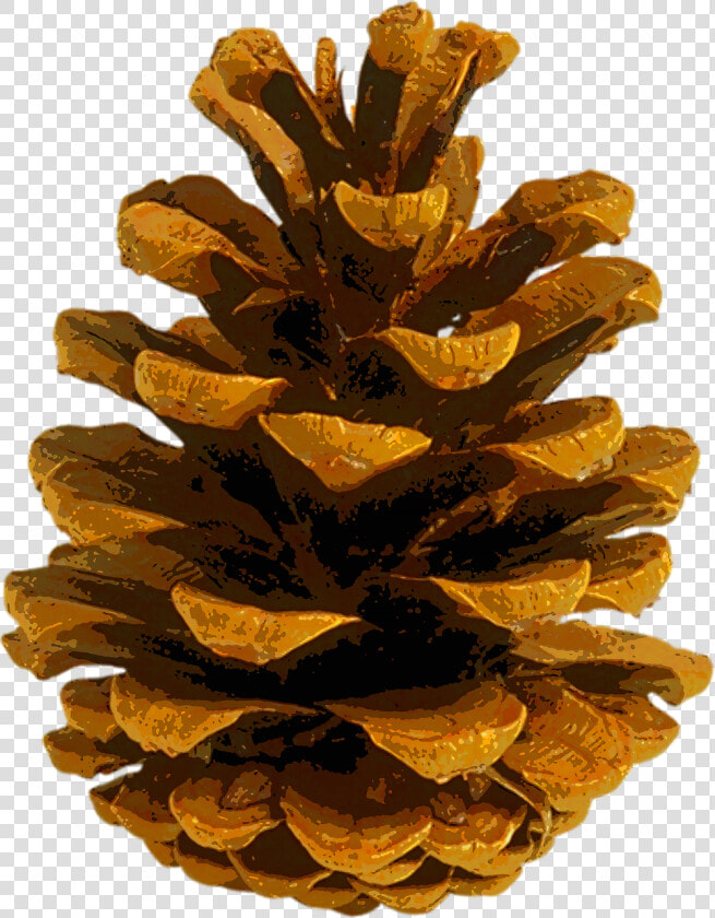 Coulter Pine Conifer Cone Autumn Leaf Color Fir   Autumn Pine Cone  HD Png DownloadTransparent PNG