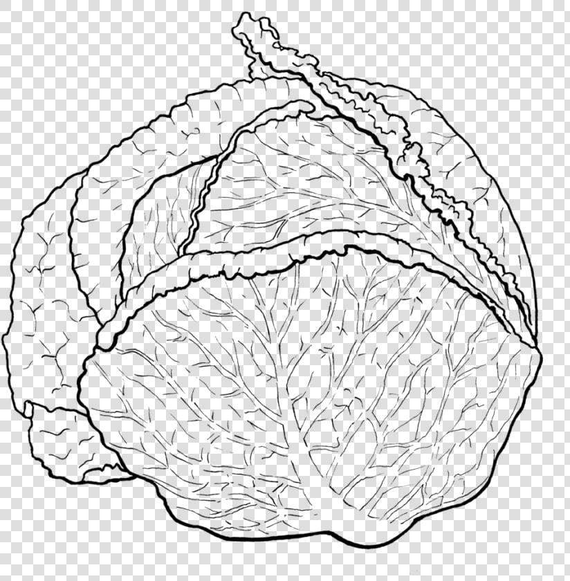 Transparent Cabbage Png   Cabbage Black And White Png  Png DownloadTransparent PNG