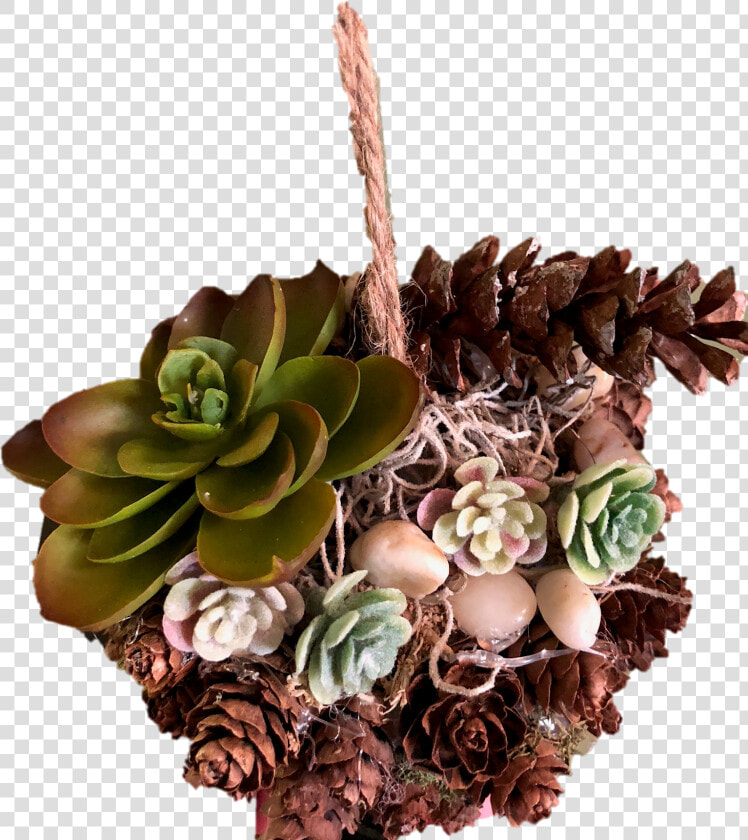 Echeveria  HD Png DownloadTransparent PNG