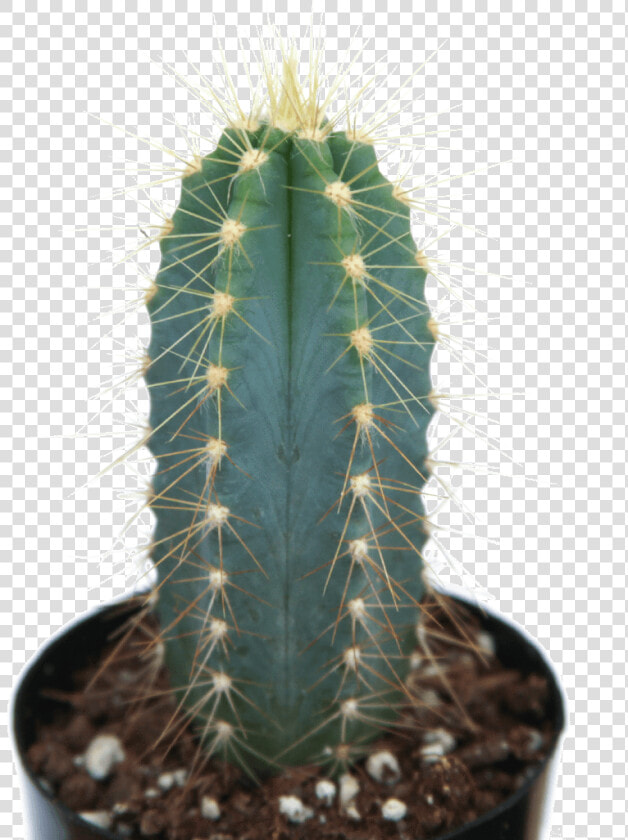 Pilosocereus Azureus Blue Torch Cactus Class   Small Blue Torch Cactus  HD Png DownloadTransparent PNG