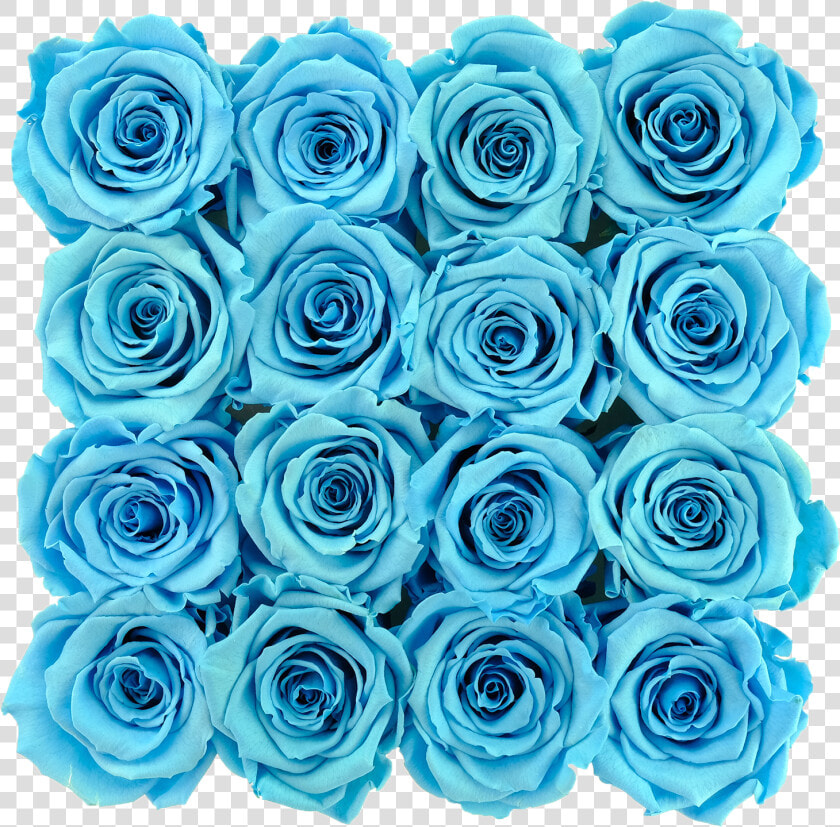 Blue Preserved Roses   Floribunda  HD Png DownloadTransparent PNG